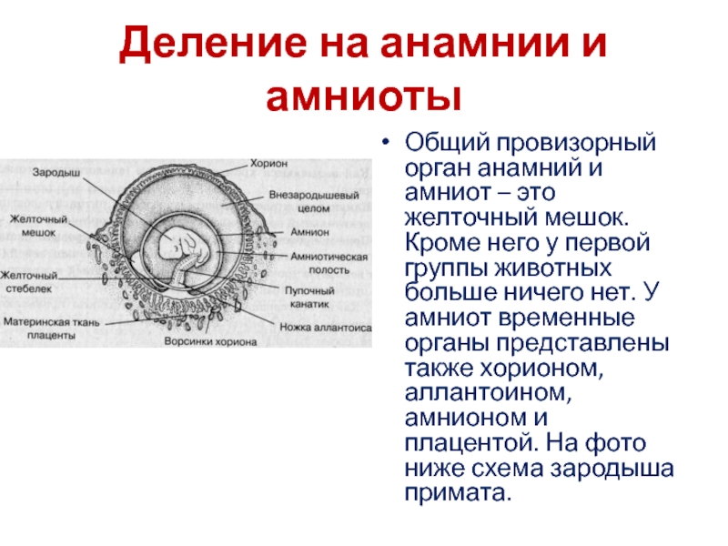 Строение зародыша млекопитающих рисунок с подписями