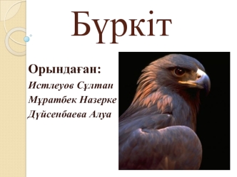 Бүркіт (лат. Aquila chrysaetos)