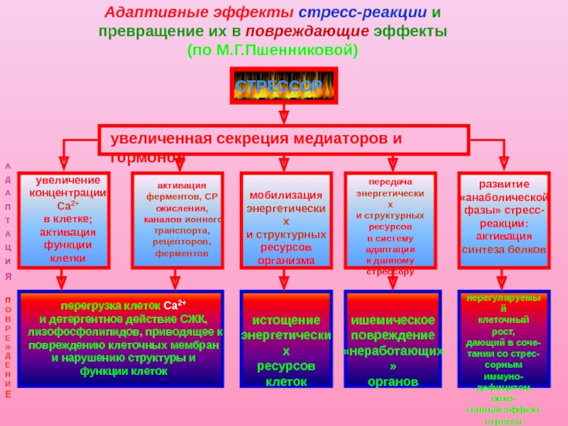 Effect stress. Адаптивные эффекты стрессорной реакции. Адаптивные эффекты стресса. Адаптивная реакция на стресс. Адаптационные реакции.