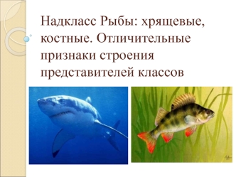 Надкласс Рыбы: хрящевые, костные. Отличительные признаки строения представителей классов