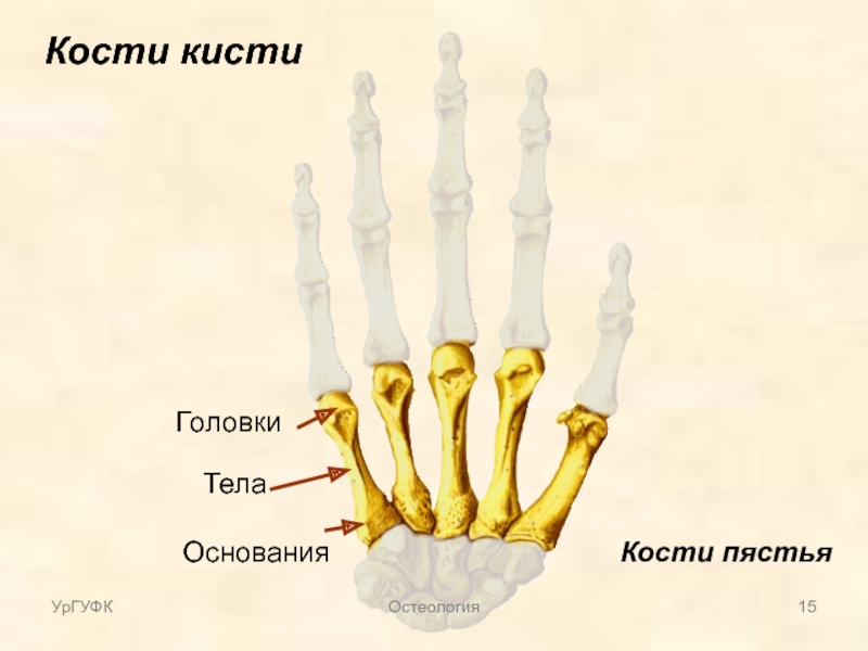 Фаланги пальца тип соединения. Строение пястной кости кисти. Основание тело и головка пястной кости. Кости пясти анатомия человека. Кисть кости запястья пясти и пальцев фаланги.