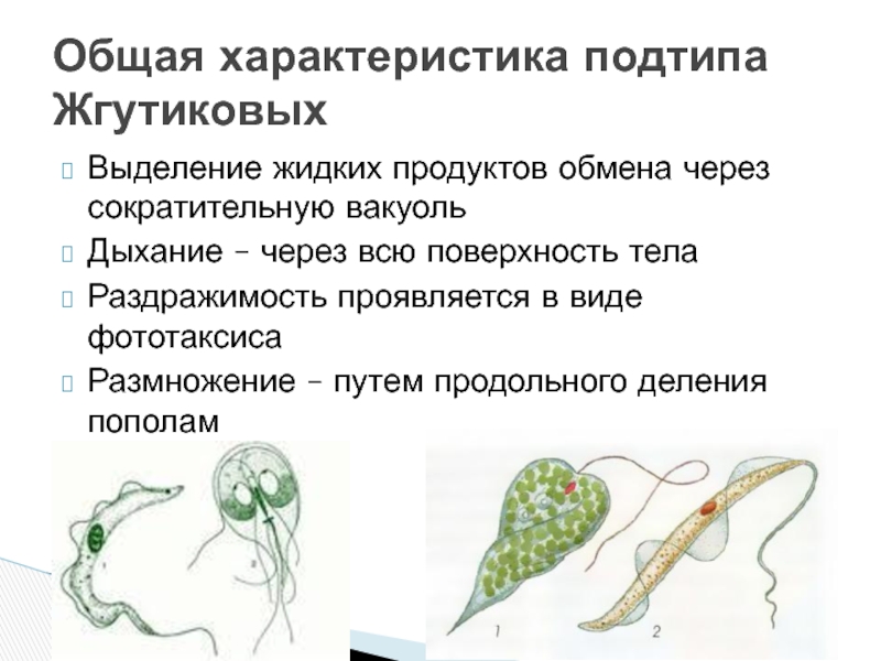 Продукты обмена выделения. Класс жгутиковые общая характеристика. Характеристика жгутиковых. Выделение жгутиковых. Тип жгутиковые общая характеристика.