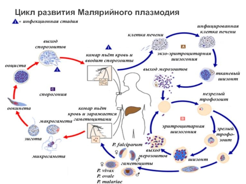 Орган человека в котором размножается малярийный плазмодий