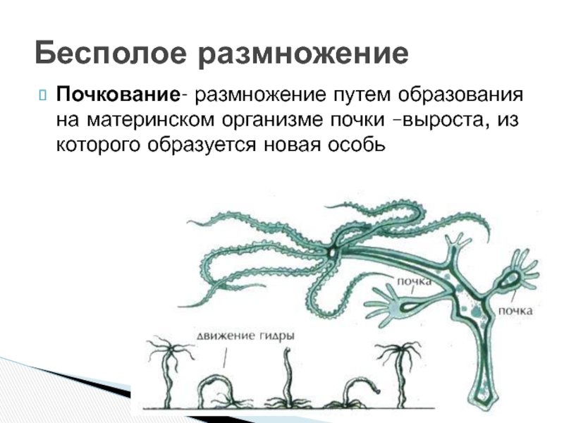 Процесс почкования каких низших грибов изображен на рисунке