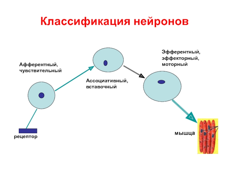 Рецепторы мышц. Функциональная классификация нейронов. Классификация нейронов. Классификация рецепторов.. Классификация нервных клеток рисунок. Функциональная классифицированные Нейроны.