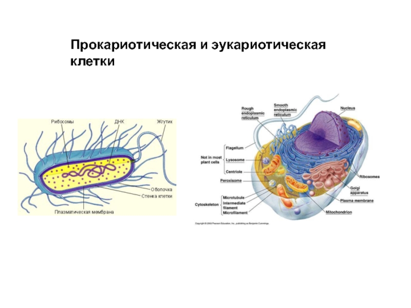 Организация прокариотических клеток