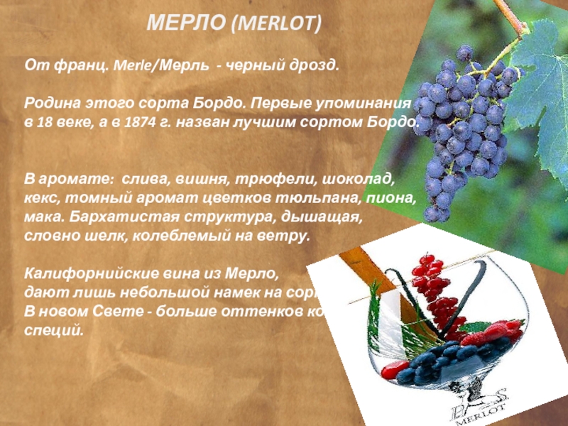МЕРЛО (MERLOT) От франц. Merle/Мерль - черный дрозд.  Родина этого сорта Бордо. Первые упоминания в 18