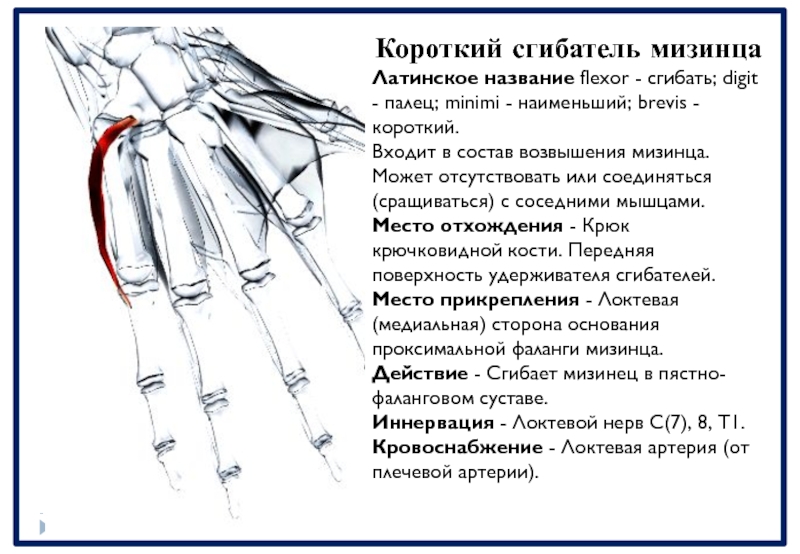 Короткий сгибатель большого. Мышцы возвышения мизинца кисти. Удерживатель сгибателей кисти латынь. Мышцы возвышения мизинца иннервирует. Короткий сгибатель пальцев.