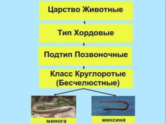 Царство Животные. Тип Хордовые. Подтип Позвоночные. Класс Круглоротые (Бесчелюстные)