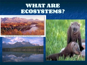 What are ecosystems
