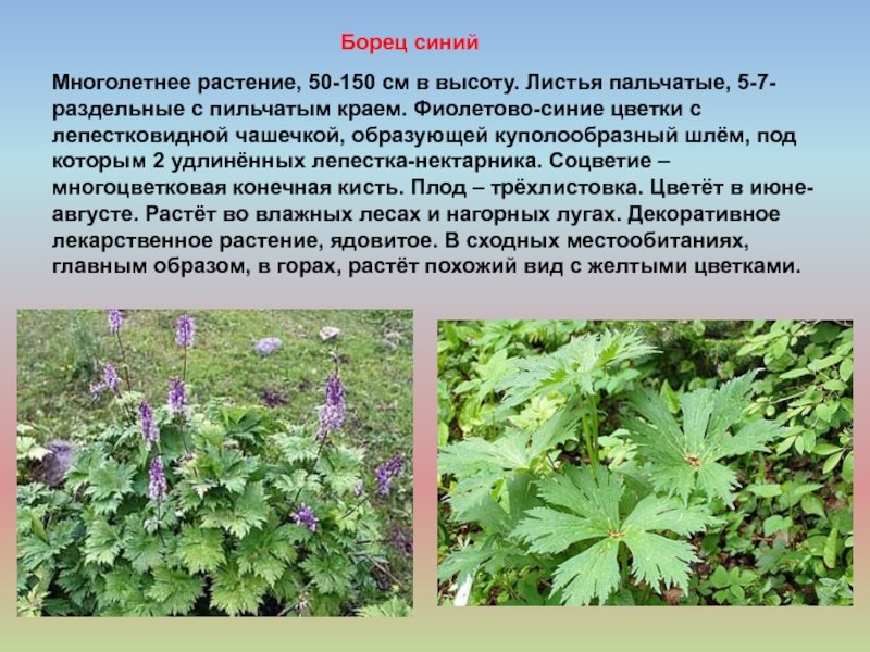 Лекарственные Растения Реферат 5 Класс
