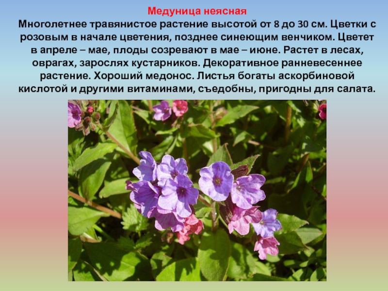 Описание второй. Медуница неясная цветок. Описание медуницы для 2 класса. Медуница описание растения. Медуница цветок описание.