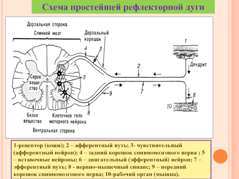 Путь рефлекторного импульса. Двигательный путь рефлекторной дуги. Путь импульса по рефлекторной дуге. Афферентный путь и эфферентный путь. Нейрон эфферентный путь афферентный путь.