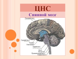 Спинной мозг