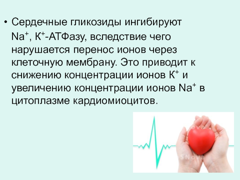 Усиливают частоту сердечных сокращений. Сердечные гликозиды ЧСС. Сердечные гликозиды снижают в кардиомиоцитах концентрацию ионов:. Частоту сердечных сокращений сердечные гликозиды. Сердечные гликозиды пульс.