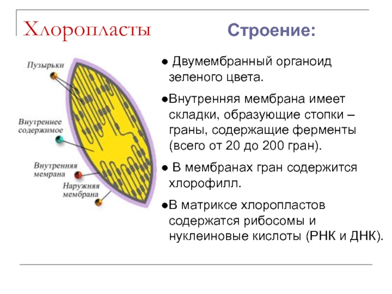 Органоиды содержащие хлорофилл