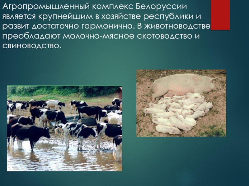 Беларусь является страной. Мясо молочное скотоводство продукция. Мясо молочное скотоводство в Западной Сибири. Мясо молочное скотоводство в Западной Сибири продукция. Западная Сибирь скотоводство.