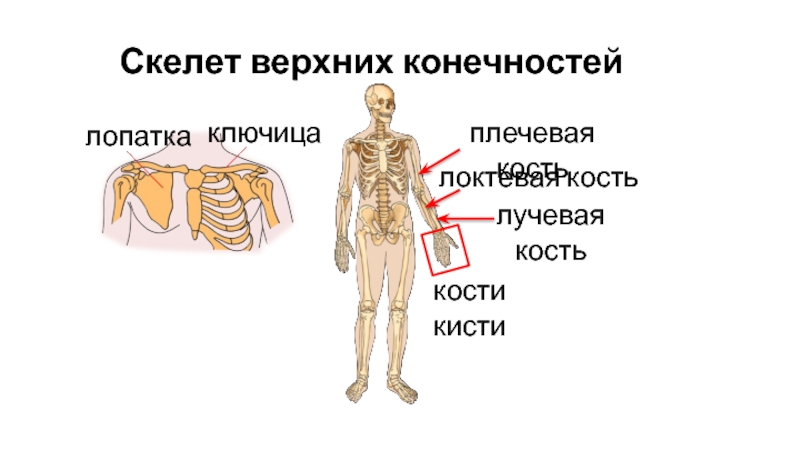 Скелет верхних конечностей лопатка. Скелет верхних конечностей ключица.