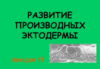 Развитие производных эктодермы