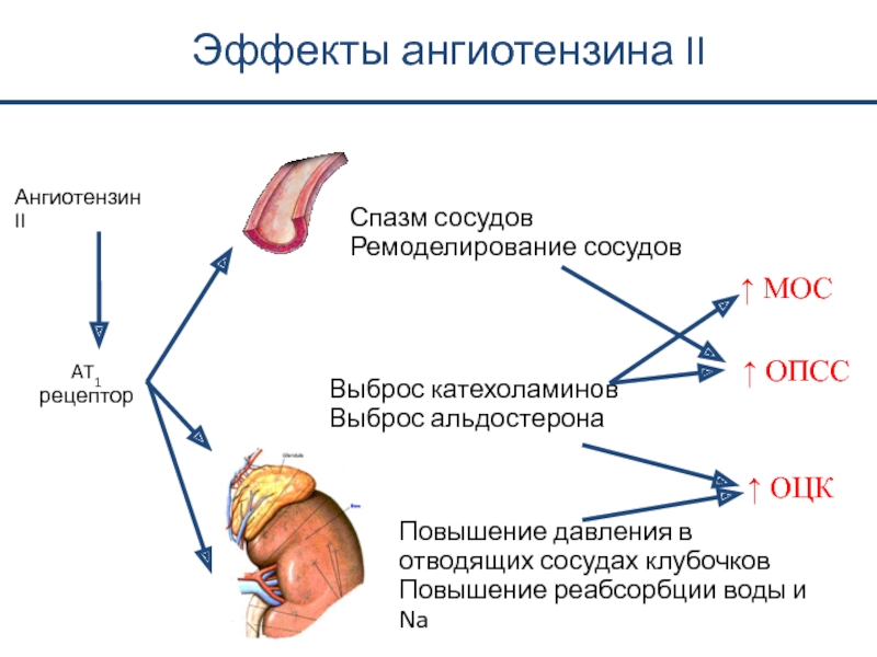 Рецепторы ангиотензина