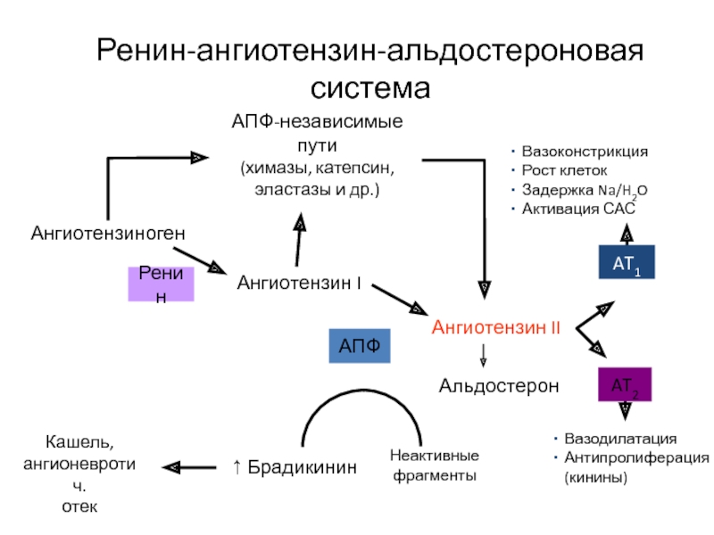 Схема раас биохимия