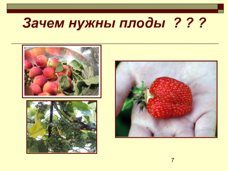 Тест ответами биология плод