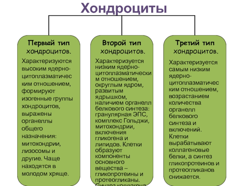 Второй тип. Функции хондроцитов. Хондроциты типы. Функции хондроцитов 1 типа. Хондроциты 1 2 3 типа.