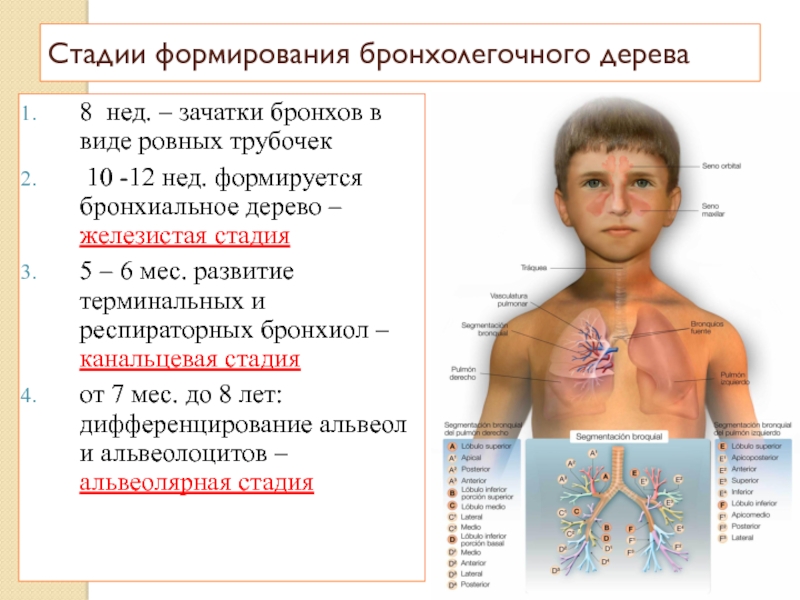 Эмбриогенез дыхательной системы презентация