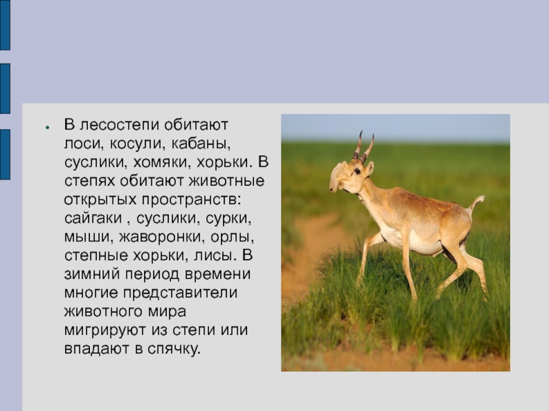 Какие животные обитают в лесостепях и степях. Животный мир лесостепи в России. Животные степьи и Сесо степь. Лесостепи и степи животные. Животные степей и лесостепей России.