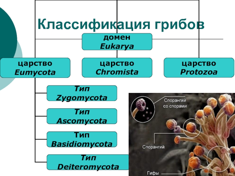 Схема многообразия грибов