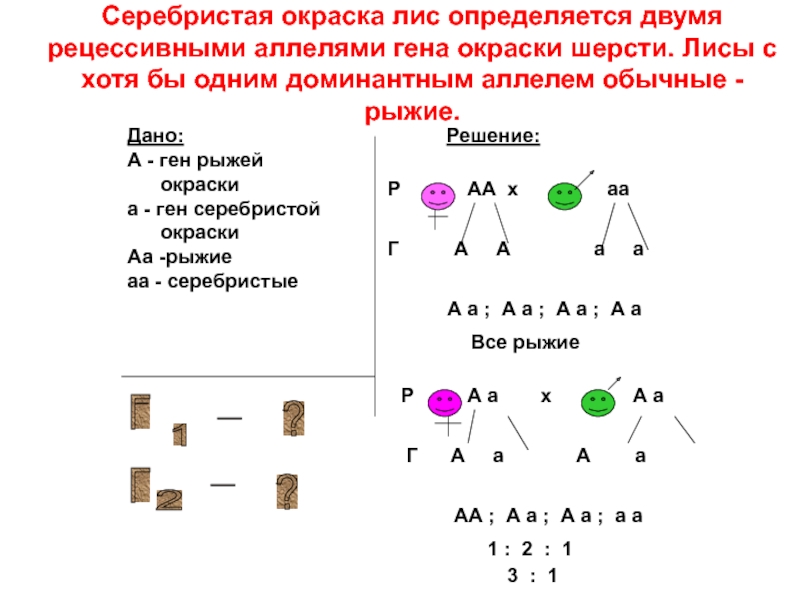 Ген короткой шерсти а у кошек доминирует. Ген на ген. Цвет волос доминантный и рецессивный. У кошек черная окраска шерсти определяется геном в а желтая в. Доминантные и рецессивные гены.