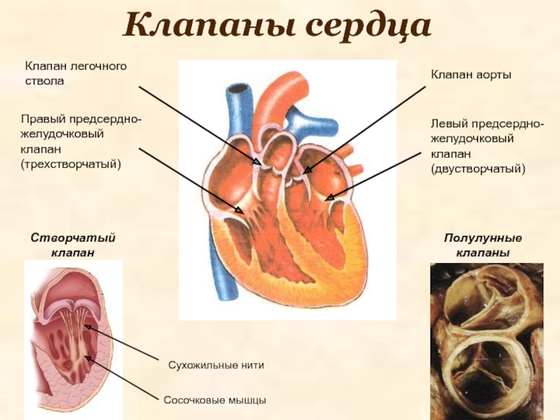 Рисунок клапаны сердца анатомия