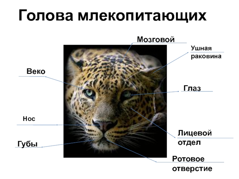 Млекопитающие внешнее и внутреннее строение презентация 7 класс