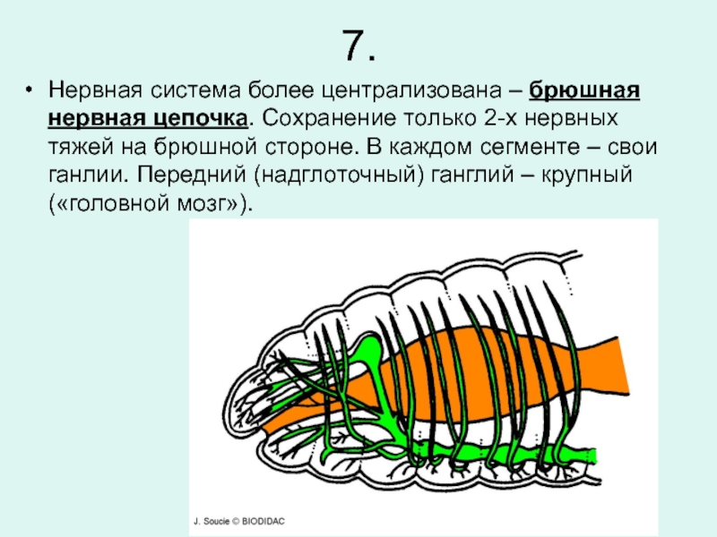 Какую функцию выполняет брюшная нервная цепочка. Нервная система кольчатых червей. Нервная система брюшная нервная цепочка. Брюшная нервная цепочка у кольчатых червей. Брюшная нервная цепочка у червей.
