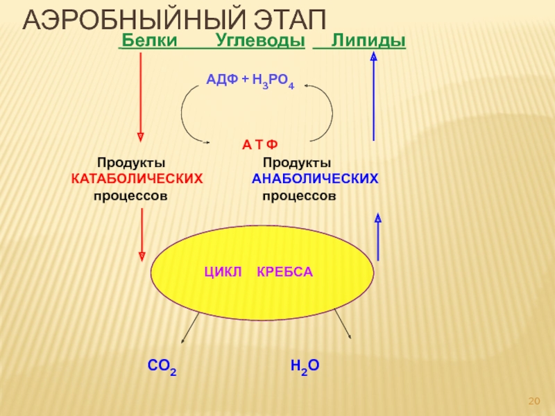 Синтез белка из углеводов. Белки липиды углеводы. Цикл Кребса АТФ. Цикл АДФ. Анаболические и катаболические процессы.