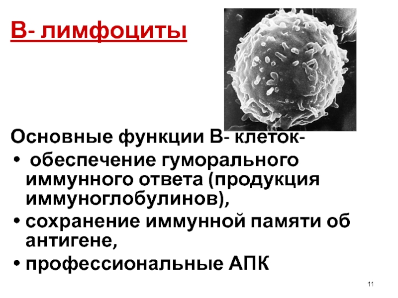 Презентация иммунологическая память