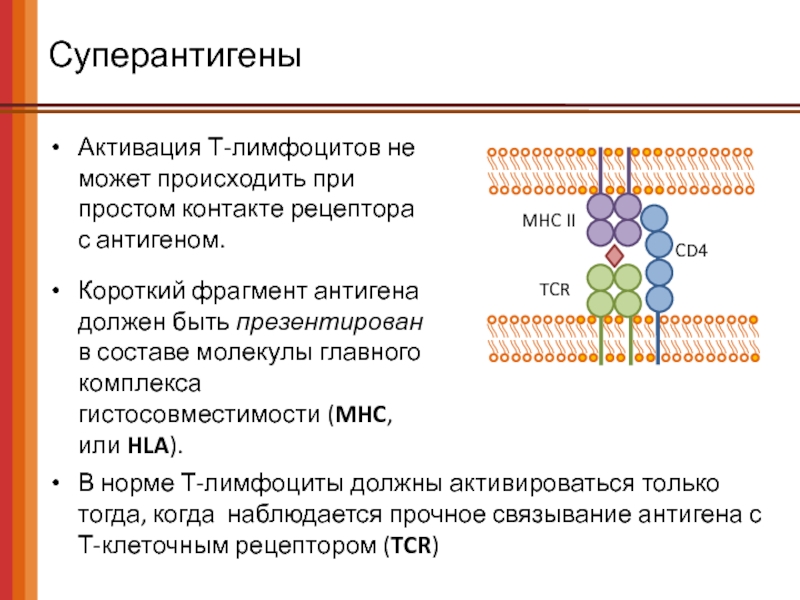 Белок е. MHC гистосовместимости. MHC иммунология. Молекула MHC II класса состоит из. Опишите строение главного комплекса гистосовместимости.