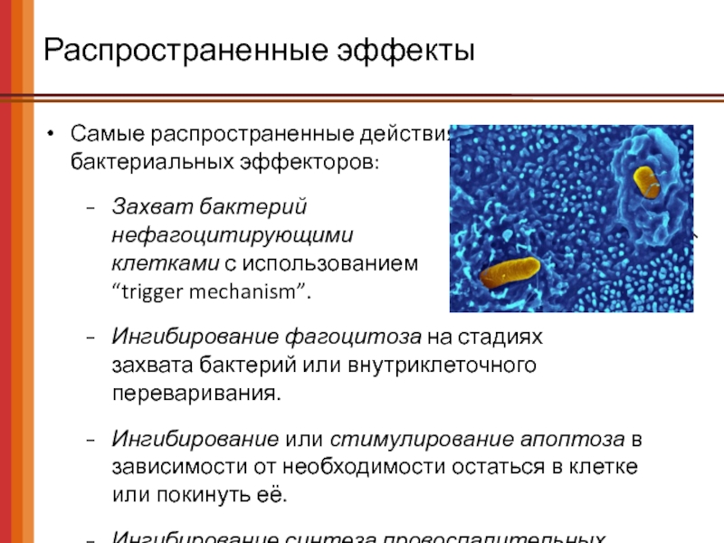 Клетки эффекторы. Самая распространенная бактерия. Нефагоцитирующие клетки эпителия. Перечислите основные клетки-эффекторы аллергии..