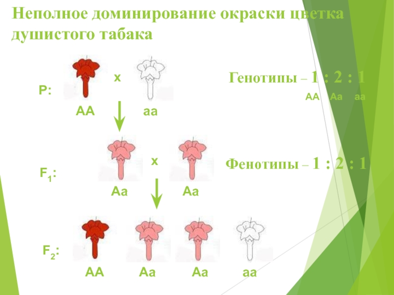 Неполное доминирование фенотип генотип. Неполное доминирование. Неполное доминирование генотип и фенотип. Неполное доминирование АА И АА. Задачи на неполное доминирование.