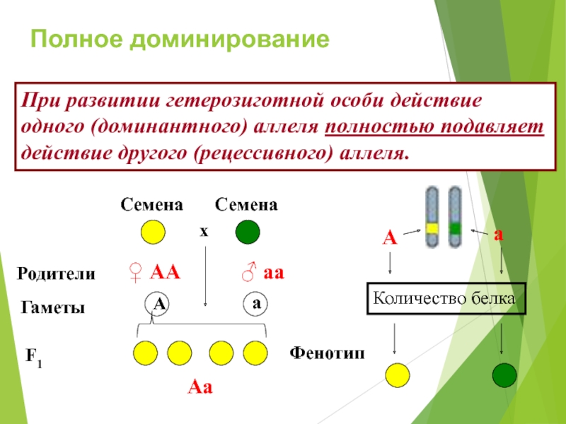 Схема гетерозиготной особи