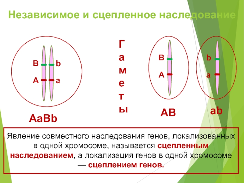 Схема сцепленного наследования