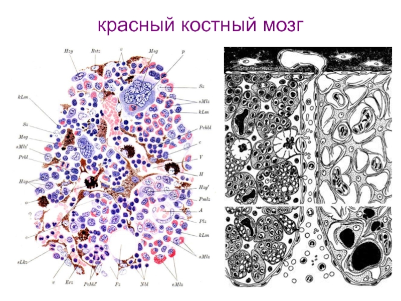 Рисунок красного костного мозга