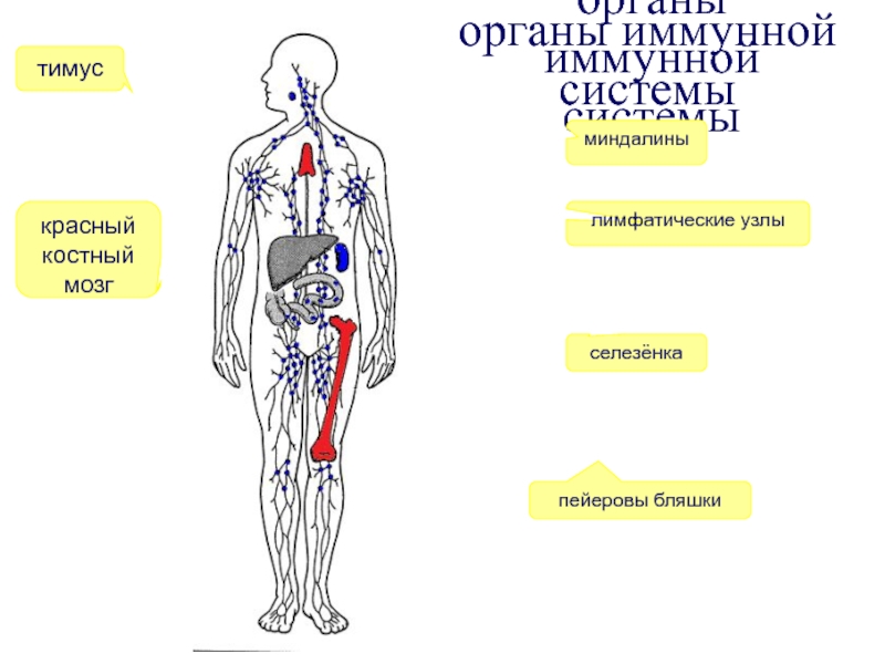 Костный мозг тимус