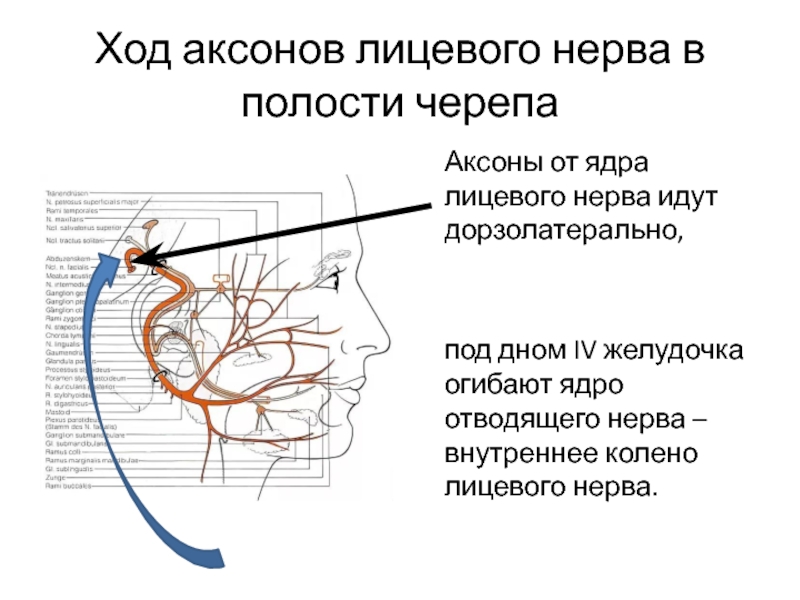Лицевой нерв череп. Ход тройничного нерва в полости черепа. Ход лицевого нерва схема. Лицевой нерв анатомия ядра. Колено лицевого нерва.