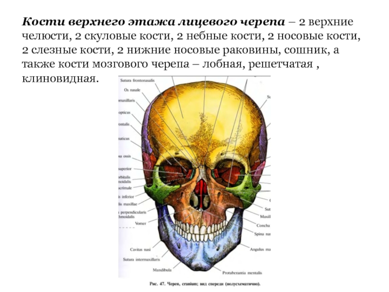 Лицевые кости черепа. Кости черепа лицевой отдел носовая кость. Лицевой отдел черепа анатомия. Кости лицевого отдела сошник. Скуловая кость и дуга анатомия.