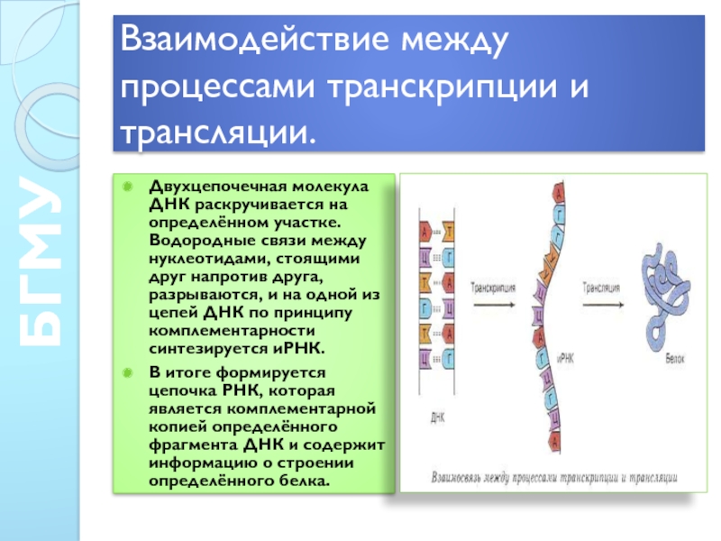 Двухцепочечная днк. Взаимосвязь между процессами транскрипции и трансляции. Двухцепочечная молекула РНК. Взаимодействие между процессами транскрипции и трансляции.. Взаимосвязь между транскрипцией и трансляцией.