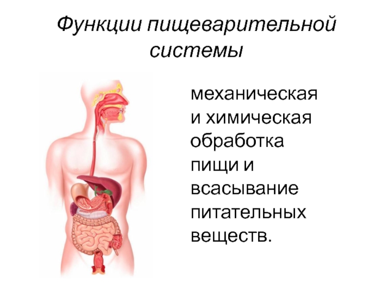 Какие функции организма выполняет пищеварительная система