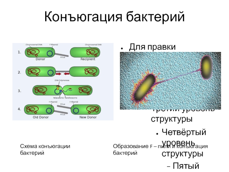 Конъюгация бактериальной клетки