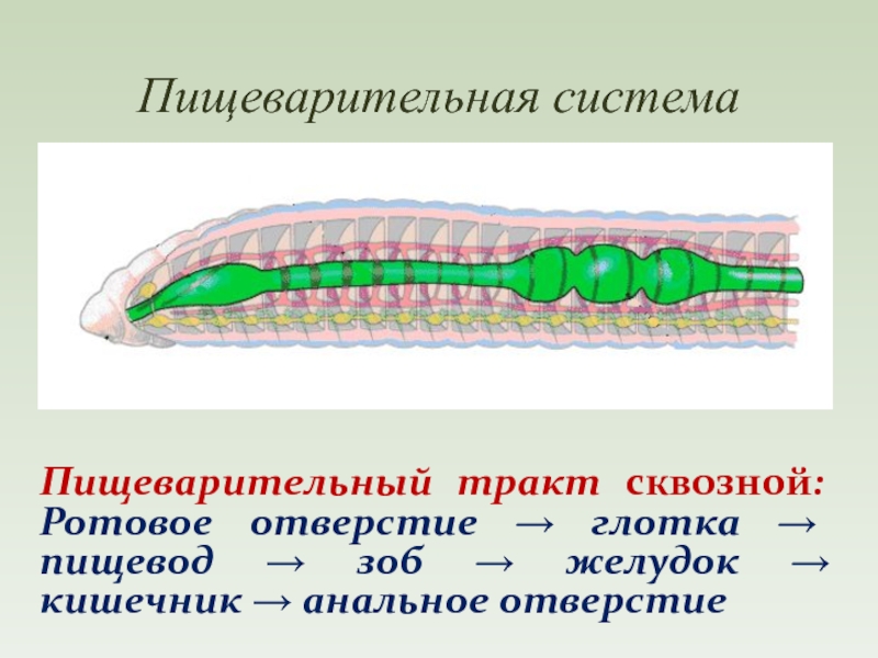 Круглые черви сквозные