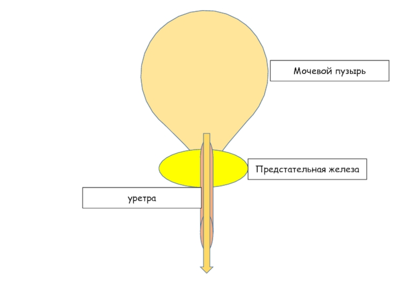 Мочевой пузырь уретра и предстательная железа. Мочевой пузырь уретра и предстательная железа собаки. Уретра предстательной железы